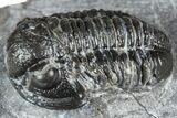 Detailed Gerastos Trilobite Fossil - Morocco #363947-3
